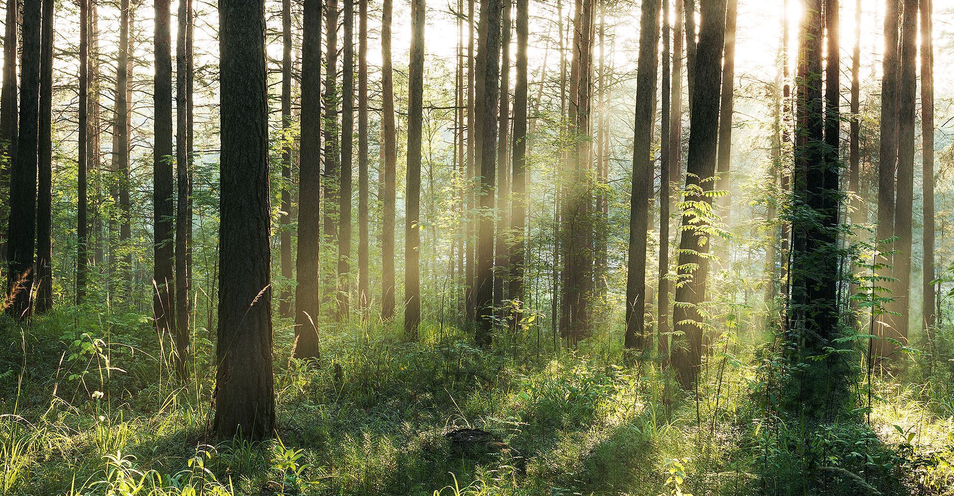 Ein Wald im Sonnenschein
